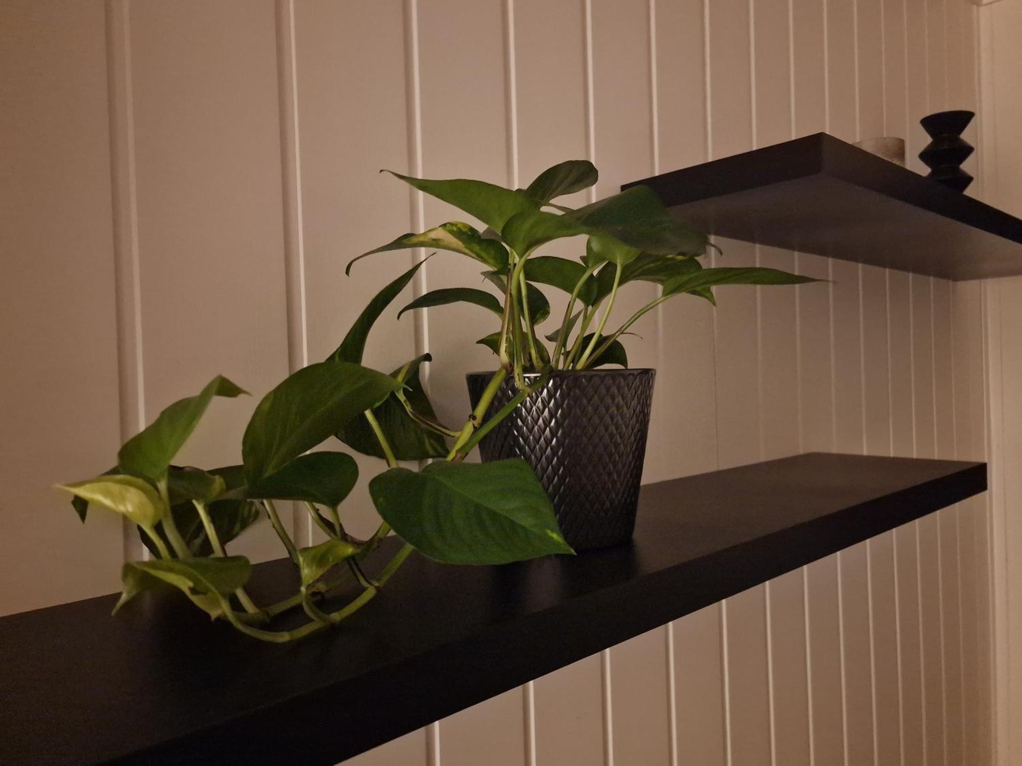 Nord Hus Service As, Deluxe, Sauna, Jakuzzi Havoysund Luaran gambar